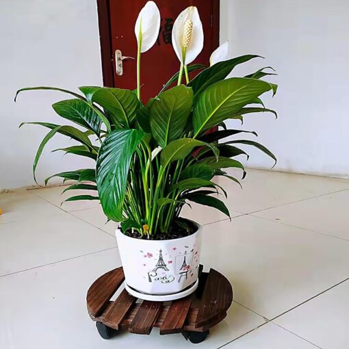 Wood Plant Stand on Wheels - Image 4