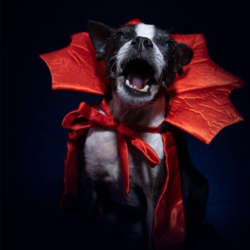 Halloween Costume for Pets - AC1275 - Image 11